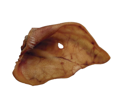 Kauwmateriaal Varken-oren per stuk 1 Stuk(s)