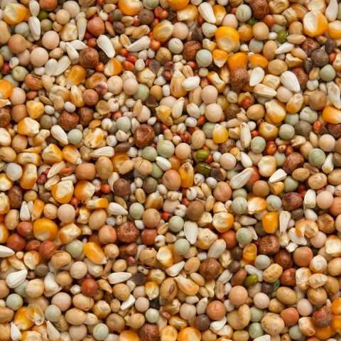 Beyers Premium kweek 20 kg