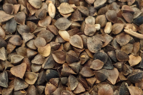 Enkelvoudig Boekweit 20 kg