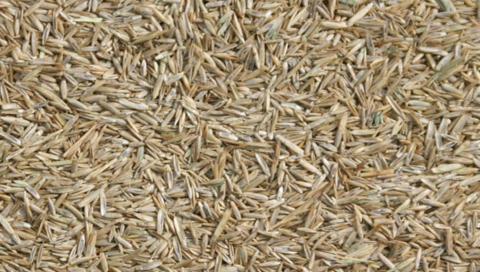 Enkelvoudig Gras zaad 1 kg