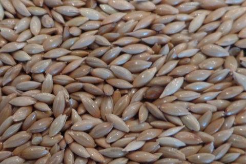 Enkelvoudig Witzaad 20 kg