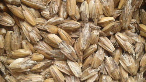 Bio-ron Ruwe spelt 20 kg